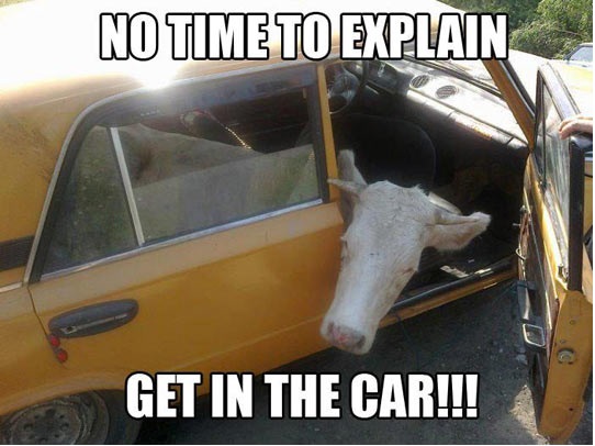 20 Funny Cow Memes That Will Moooove You to Laughter 10 No time to explain