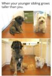 Younger sibling grows taller than you meme