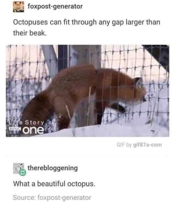 Zoological Zingers: 30 Animal Memes that are a Laughing Matter 16 Octopuses can fit through any gap - Animal Memes