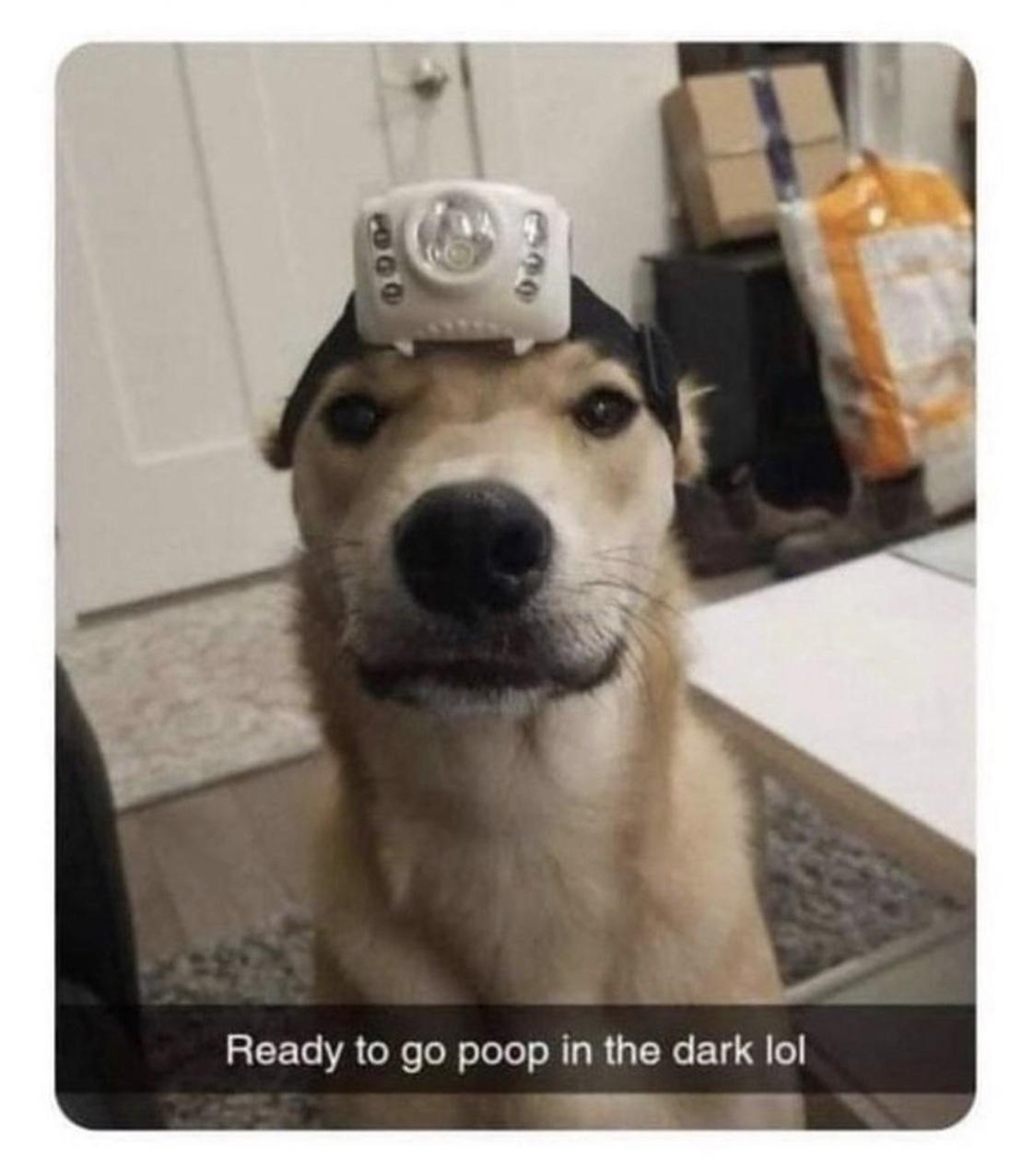 Bark-tastic Humor: 25 Funny Dog Memes to Brighten Your Timeline 12 Ready to go poop in dark - Funny Dog Memes