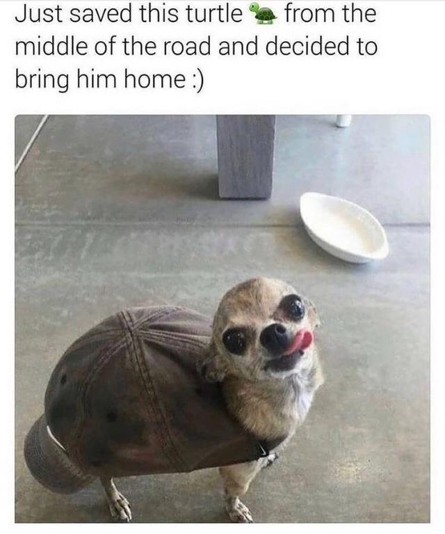 Fur-iously Funny: 25 Best Dog Memes to Cure Your Ruff Day 12 Saved this turtle - Best Dog Memes