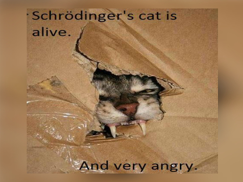 Schrödinger's Cat Memes - FG