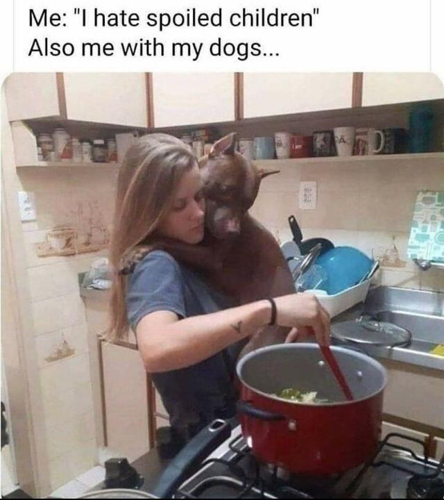 Fur-iously Funny: 25 Best Dog Memes to Cure Your Ruff Day 14 Spoiled children - Best Dog Memes