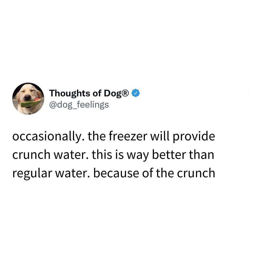 Bark-tastic Humor: 25 Funny Dog Memes to Brighten Your Timeline 13 The freezer will provde crunch water - Funny Dog Memes