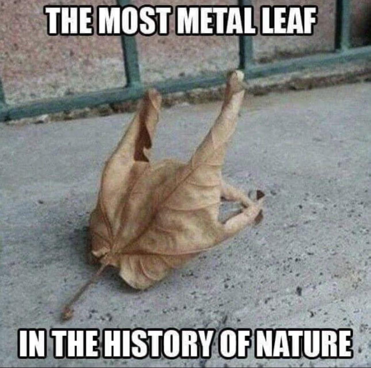 25 Funny Sunday Memes to Make Your Lazy Day Hilarious 18 The most metal leaf - Funny Sunday Memes