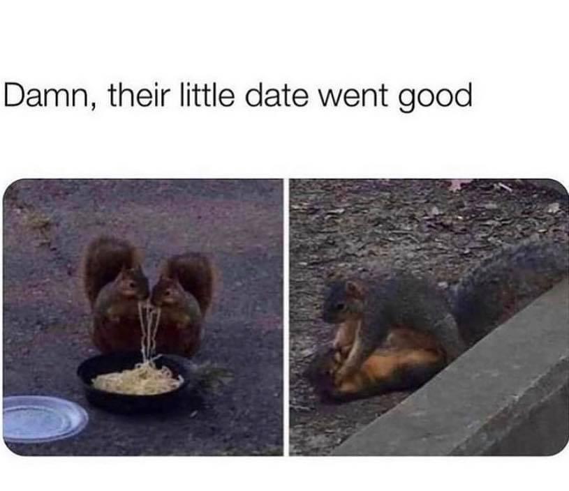 Zoological Zingers: 30 Animal Memes that are a Laughing Matter 20 Their little date went good - Animal Memes