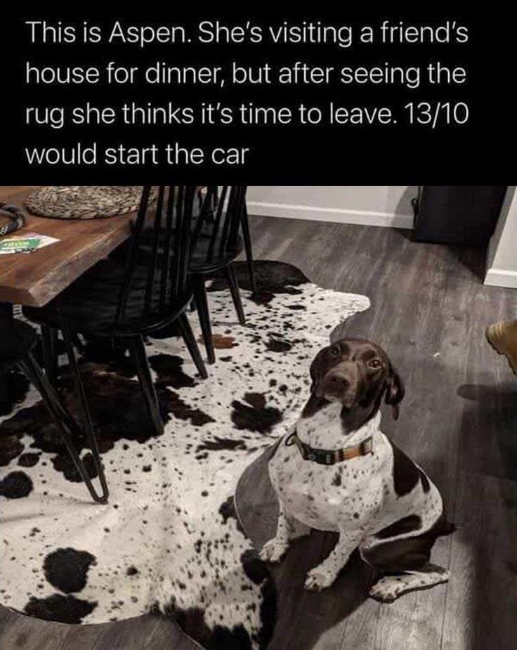 Bark-tastic Humor: 25 Funny Dog Memes to Brighten Your Timeline 14 This is aspen - Funny Dog Memes