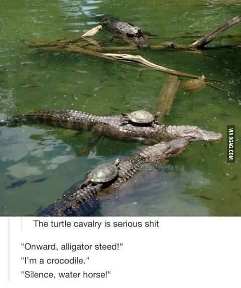 Zoological Zingers: 30 Animal Memes that are a Laughing Matter 21 Turtle cavalry - Animal Memes