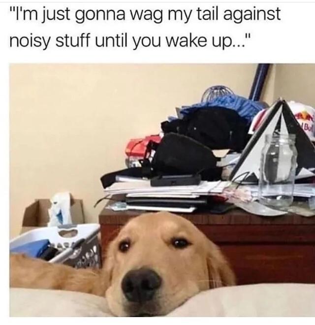 Fur-iously Funny: 25 Best Dog Memes to Cure Your Ruff Day 15 Wag my tail - Best Dog Memes