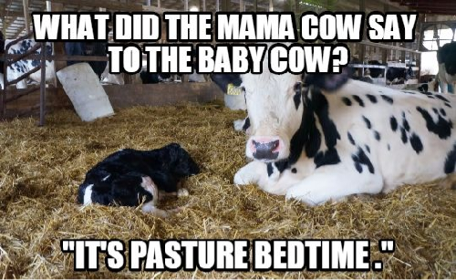 20 Funny Cow Memes That Will Moooove You to Laughter 12 What did mama cow say to baby cow