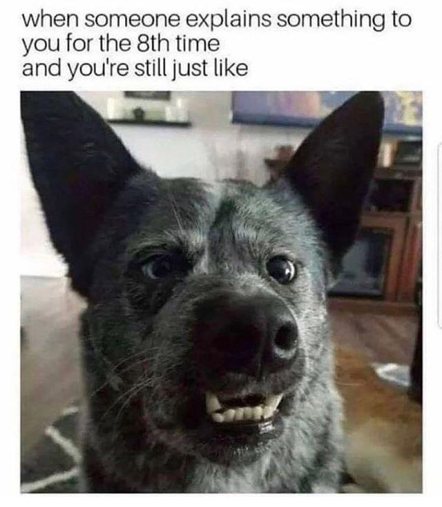 Fur-iously Funny: 25 Best Dog Memes to Cure Your Ruff Day 17 When someone explains something - Best Dog Memes