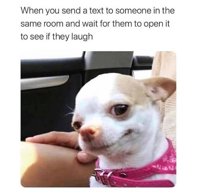 Fur-iously Funny: 25 Best Dog Memes to Cure Your Ruff Day 18 When you send text to someone - Best Dog Memes