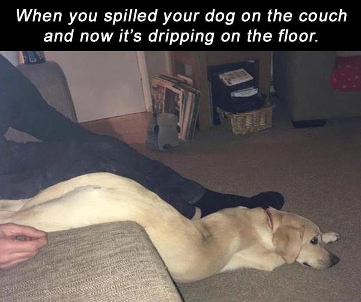 Bark-tastic Humor: 25 Funny Dog Memes to Brighten Your Timeline 19 When you spilled your dog on couch - Funny Dog Memes