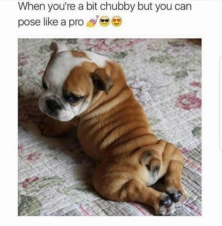 Bark-tastic Humor: 25 Funny Dog Memes to Brighten Your Timeline 20 When you're a bit chubby - Funny Dog Memes