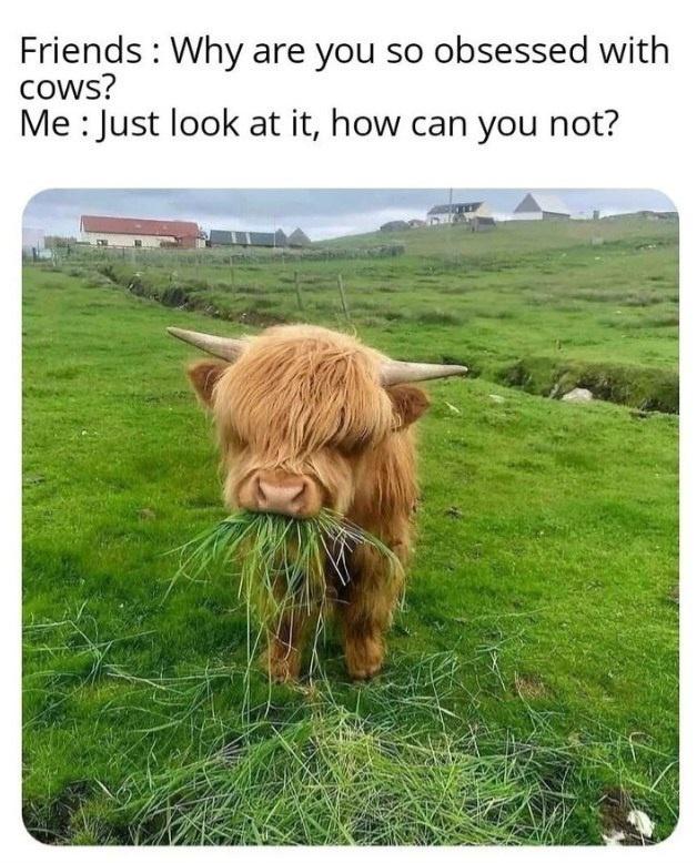 20 Funny Cow Memes That Will Moooove You to Laughter 14 Why are you obessed with cows