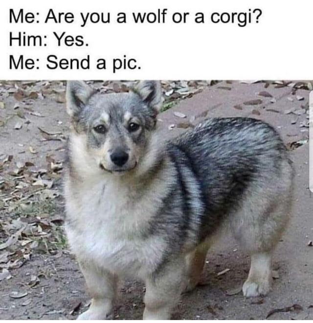 Fur-iously Funny: 25 Best Dog Memes to Cure Your Ruff Day 20 Wolf or corgi - Best Dog Memes