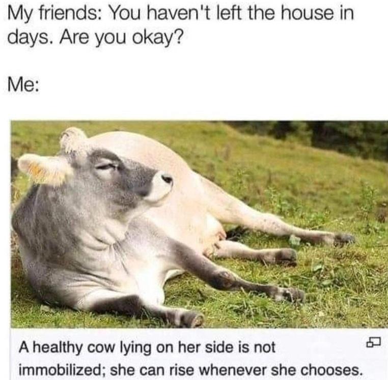 20 Funny Cow Memes That Will Moooove You to Laughter 15 You havent left the house