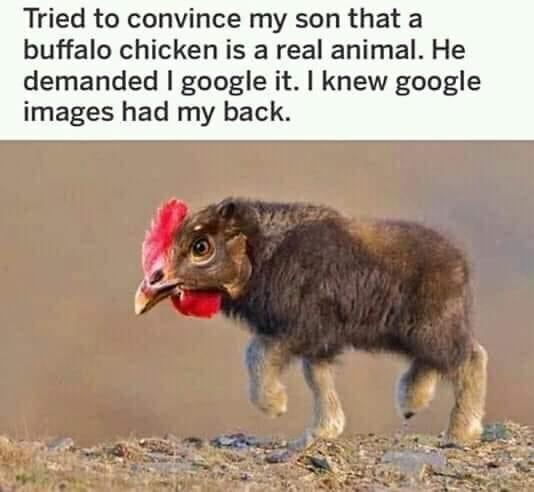 Zoological Zingers: 30 Animal Memes that are a Laughing Matter 4 buffalow chicken - Animal Memes