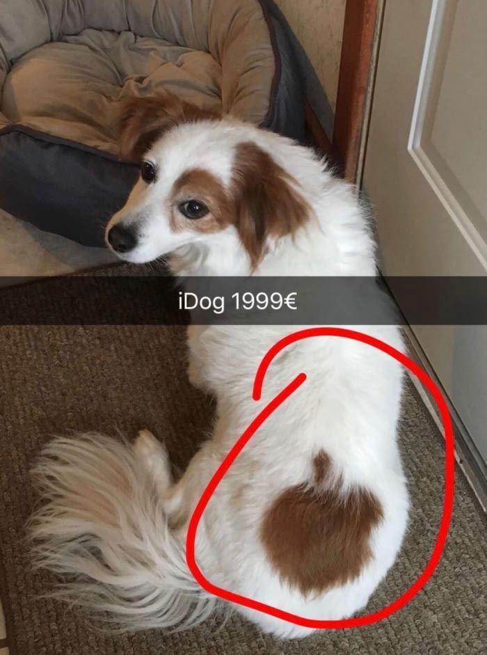 Bark-tastic Humor: 25 Funny Dog Memes to Brighten Your Timeline 8 iDog - Funny Dog Memes