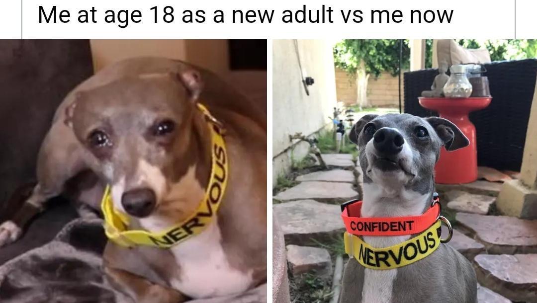 Bark-tastic Humor: 25 Funny Dog Memes to Brighten Your Timeline 9 me at age 18 - Funny Dog Memes