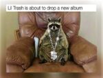 raccoon memes - FG