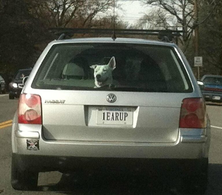 35 Funny License Plates That Will Drive You Insane with Laughter - Auto ...