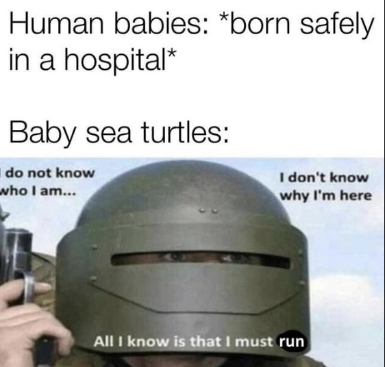 Baby sea turtles - turtle memes