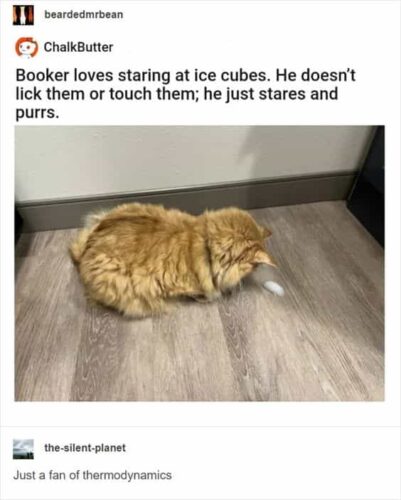 Scrolling Delights: 20 Memes for a Short Browsing Entertainment 1 Bookers loves staring at ice cubes Scrolling Delights
