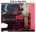 Guardians of Galaxy Memes