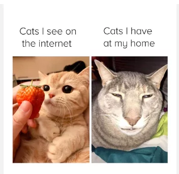 Cat on the Intenet vs Cat at Home 1 Cat on the Intenet vs Cat at Home