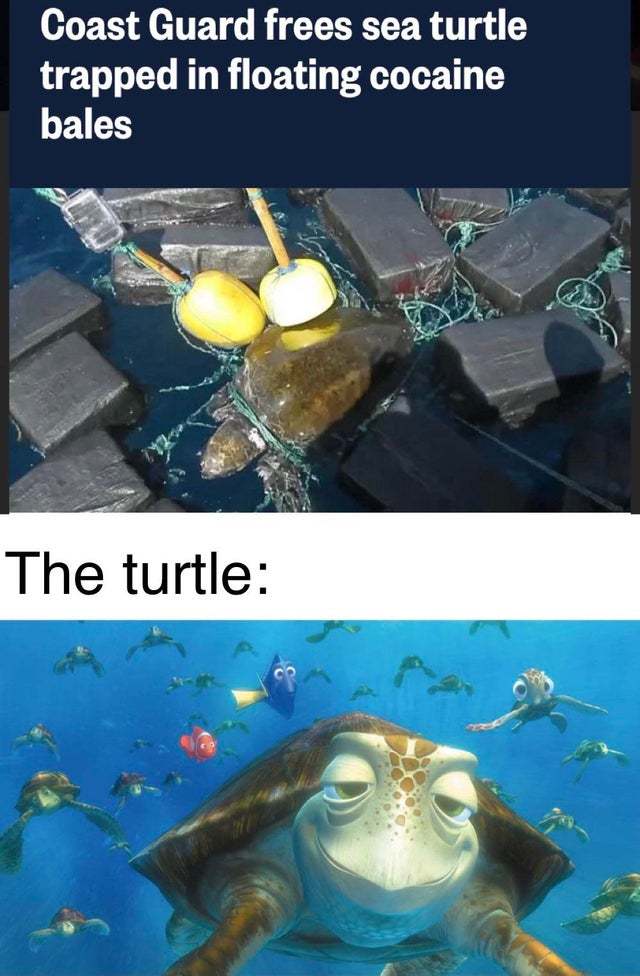 34 Turtle Memes to Shell-ter You from Boredom on World Turtle Day 3 Coast guard frees sea turtle - turtle memes