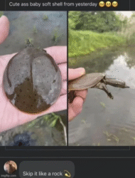 34 Turtle Memes to Shell-ter You from Boredom on World Turtle Day - Animals