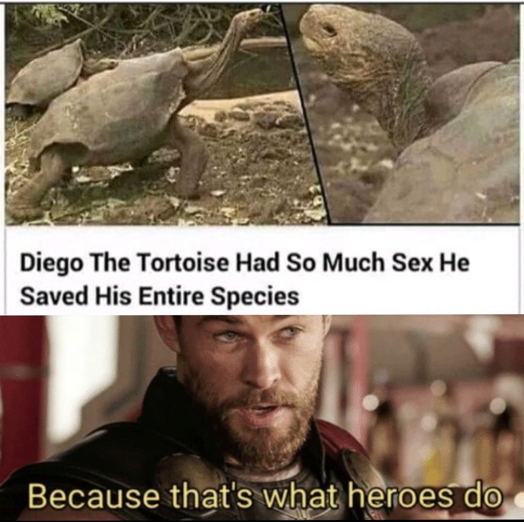 34 Turtle Memes to Shell-ter You from Boredom on World Turtle Day 4 Diego the tortoise - turtle memes