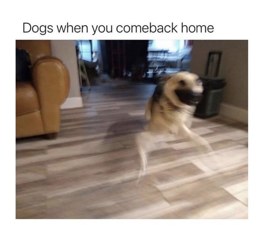 Dogs When You Comeback Home 1 Leaving for a Trip vs Coming Back from a Trip