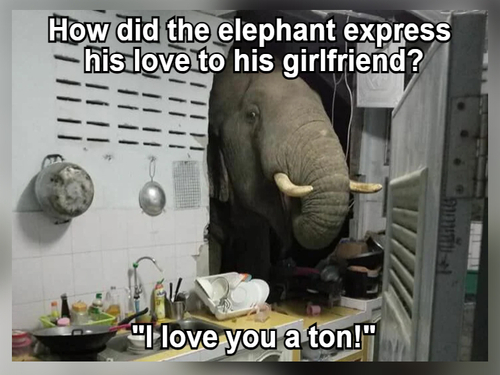 55 Elephant Jokes: Get Ready for Trunkloads of Laughter 1 Elephant Jokes - FG