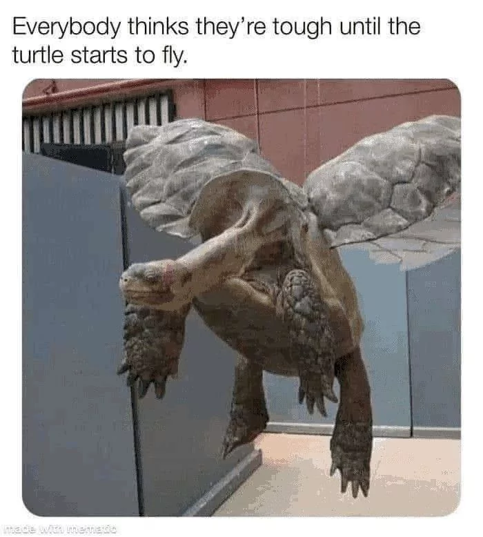 34 Turtle Memes to Shell-ter You from Boredom on World Turtle Day 27 Everybody thinks