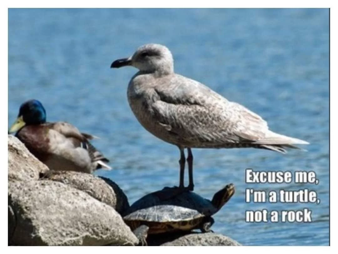 34 Turtle Memes to Shell-ter You from Boredom on World Turtle Day 5 Excuse me Im not arock - turtle memes