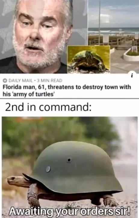 34 Turtle Memes to Shell-ter You from Boredom on World Turtle Day 6 Florida man threatens to destroy town - turtle memes