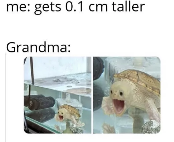 34 Turtle Memes to Shell-ter You from Boredom on World Turtle Day 7 Get 0.1 centimeter taller - turtle memes