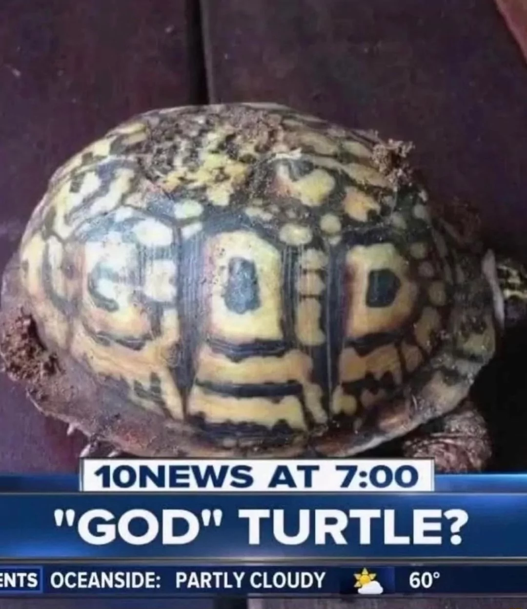 34 Turtle Memes to Shell-ter You from Boredom on World Turtle Day 8 God turtle - turtle memes