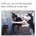 Dogs fighting meme