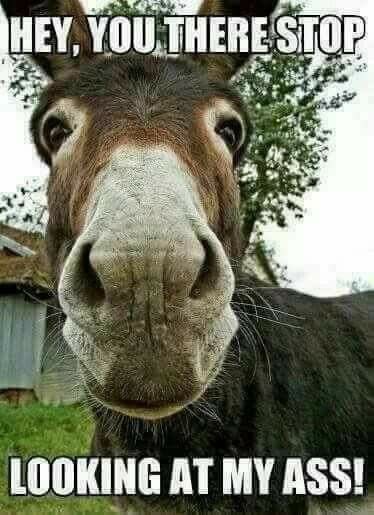 30 Donkey Memes So Funny, You Won’t Stop Laughing! 8 Hey you there - Donkey Memes