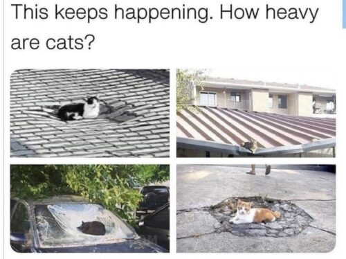 25 Meme Treasures Found in the Unlikeliest of Places 8 How heavy are cats - Meme Treasures
