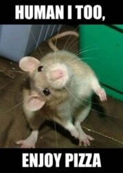 27 Rat Memes That Will Make You Laugh at Their Epic Rat-ventures - Animals