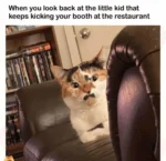 angry cat meme
