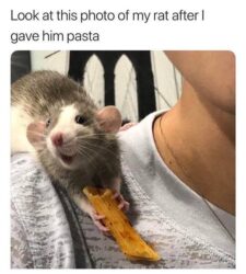 Rat Rigolo 27 Rat Memes That Will Make You Laugh at Their Epic Rat-ventures - Animals