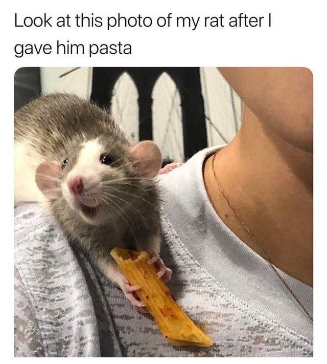 27 Rat Memes That Will Make You Laugh at Their Epic Rat-ventures 10 Look at this photo of my rat - Rat Memes
