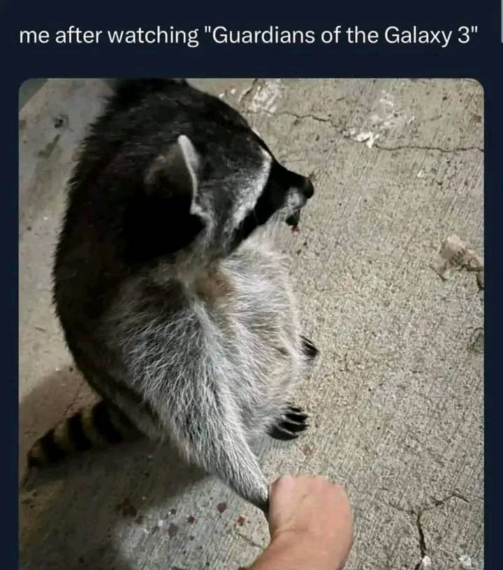 Me After Watching Guardians of Galaxy 1 Guardians of Galaxy Memes