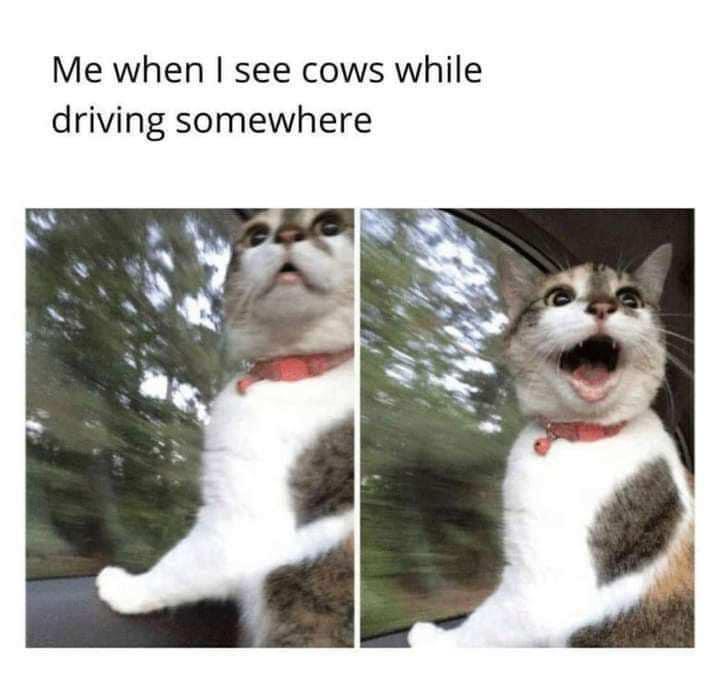10 Memes That Deserve a Spot in Hall of Fame 7 Me when I see cows coming