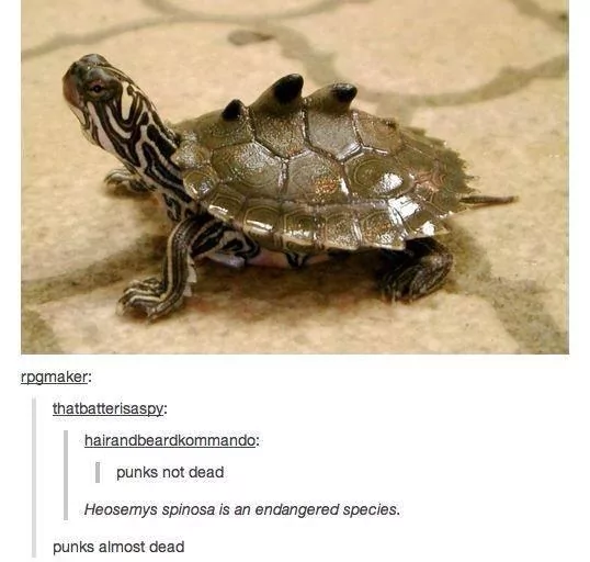 34 Turtle Memes to Shell-ter You from Boredom on World Turtle Day 18 Punks not dead - turtle memes